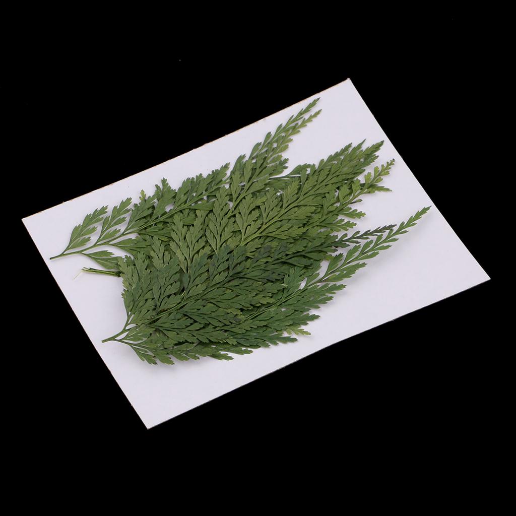 Dried Flower Bulk - أوراق وزهور طبيعية مضغوطة للزينة، زهور