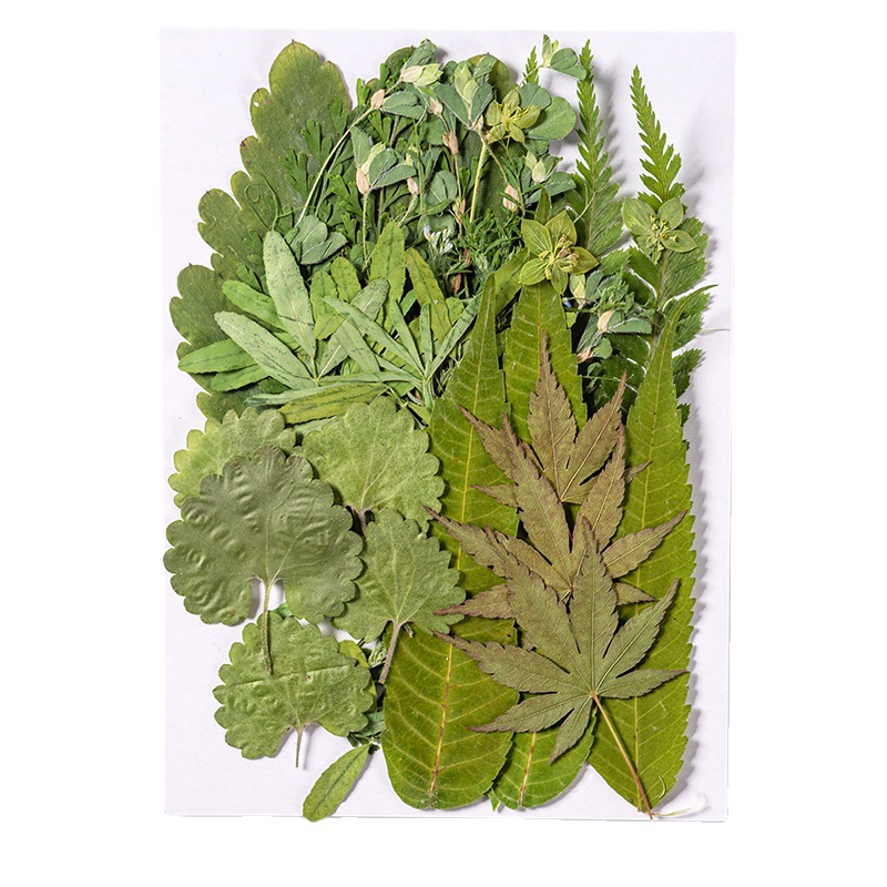 1 مجموعة 35 قطعة ضغط المجففة ز - مراجعة Dried Flower Bulk وسعره
