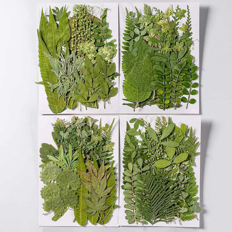 1 مجموعة 35 قطعة ضغط المجففة ز - مراجعة Dried Flower Bulk وسعره