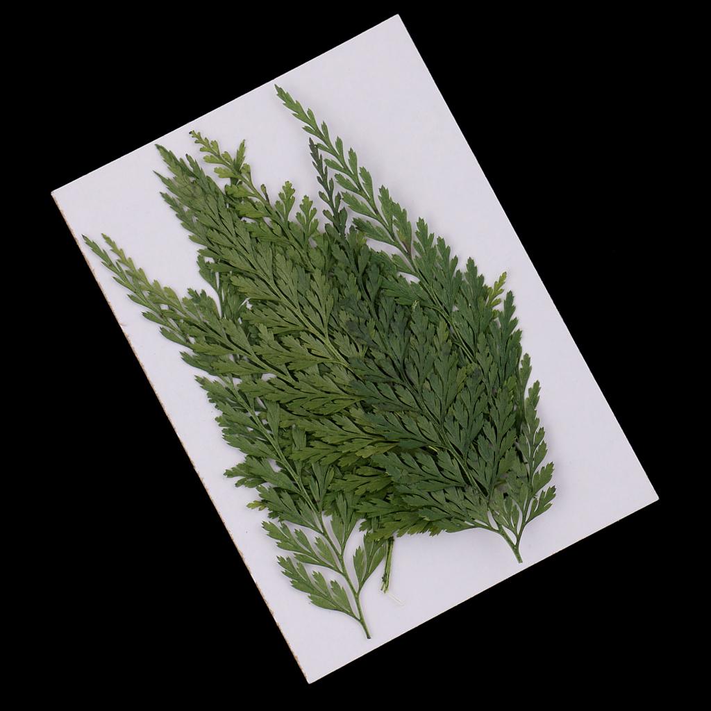 أوراق وزهور طبيعية مضغوطة للزي - مراجعة Dried Flower Bulk وسعره